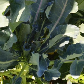 Broccoli 2026-07-24 11.00.